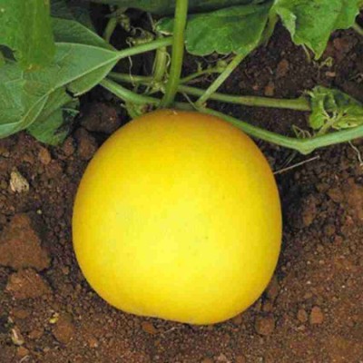 Yellow Round